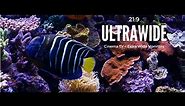 Ultrawide Screensaver for Cinema Displays 21:9 Aquarium Video Ultra HD