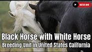 Black Horse With white Horse Breeding Unit in United States California