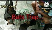How to catch bats (Traps of bats)