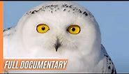 Snowy Owl Magic: Nature's Silent and Mysterious Guardians | Full Documentary