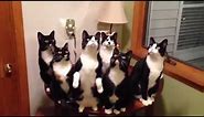Tuxedo Cats at it's Finest - Funny Compilation #tuxedocat #funny #compilation #cats #catvideos