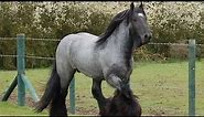 Blue Roan Brabant Draft Horses | Raw Power Meets Beauty