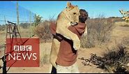 Lion hugger: This is how Sirga the lion greets her owner - BBC News