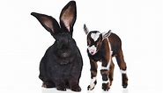 The 10 Largest Rabbits In The World in 2024