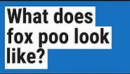 What does fox poo look like?