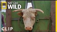 Cow gets basketball-sized lump of pus drained | Dr. Oakley, Yukon Vet | Nat Geo Wild
