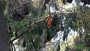 BatTV: Australian Fruit Bats (Megabats) mating in the wild
