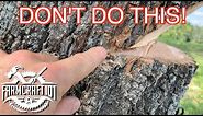 No Nonsense Guide to Tree Felling. How to cut down a tree safely. FarmCraft101