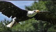 Bald Eagle Slow Motion Flying Display & Close Up - Birds of Prey