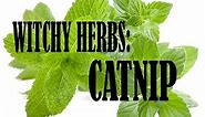 Witchy Herbs: Catnip