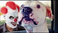 Funny Dogs Scared of Masks Compilation