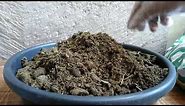 Container Gardening : How to Use Dried Cow Manure for Plants in Container - With English caption