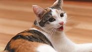 Heavy Breathing in Cats: 3 Types and What to Do - Cats.com