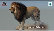 Lion 3D Model (Polygonal Mane) for Download | promax3d.com