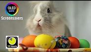 Easter Bunny Screensaver - Easter - 10 Hours - 4K - OLED Safe - No Burn-in