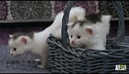 A Basket Full of Kittens | Too Cute!