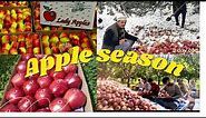 Apple season in kashmir |full process of packing | mazdurii