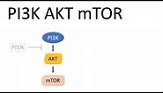 PI3K AKT mTOR Pathway (and the effects)