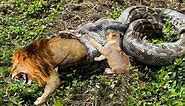 The Young Lion Tries To Save His Mother From The Python's Mouth | Lion vs Python, Hyena