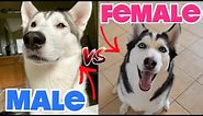 Male vs Female Siberian Huskies - (WHAT'S THE DIFFERENCE?)