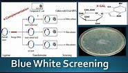 Blue White Screening - The Alpha Complementation