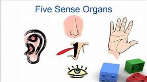 Sense organs for kids, Five senses for preschool and kindergarten children