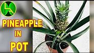 All about ornamental pineapple
