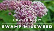 Swamp Milkweed - Asclepias Incarnata. Facts, Grow & Care