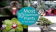 Top 10 Most Expensive Plants in The World
