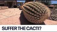 Extreme heat takes toll on Arizona cacti