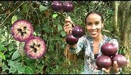 Jamaican Star Apple HARVEST / How to EAT Star Apple / Star Apple BENEFITS & NUTRITION FACTS