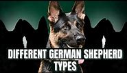 All Types of German Shepherd Dog Breed: An In-depth Analysis