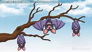 Fruit Bat Facts: Lesson for Kids