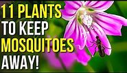 11 Plants To Keep Mosquitoes Away! | Mosquito Repellent Plants