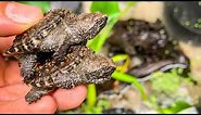 How to set up a tub for baby snapping turtles!!