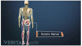 Sciatic Nerve Anatomy