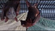 Pregnant bat is having a baby!