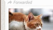 Learn All About the Forwarded Message Indicator | WhatsApp