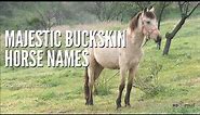Majestic Buckskin Horse Names | For Mares & Stallions