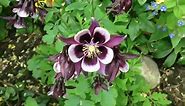 How to Grow Columbines: The Complete Columbine Flower Guide