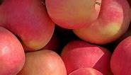 Washington State University unveils new apple variety: WA 64