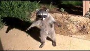 Raccoon Caught In The Act