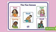 The 5 Senses Display Poster