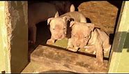 pitbull rednose puppies