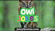Funny Owl Jokes and Puns - Get Ready To Laugh