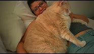Cute Fat Cats 😻😹 Funny Fat Cats (Part 2) [Epic Life]