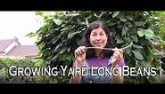 Growing Yard Long Beans or Asparagus Beans - Something Different for Your Garden!