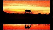 Konie w oprawie czerwonych gitar- Wschód słońca w stadninie koni...