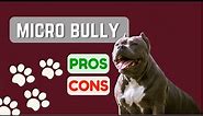 Micro Bully or Pocket Pitbull or Micro Pitbull? PRO'S & CON'S!