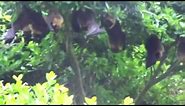 Okinawa Fruit Bats Compilation